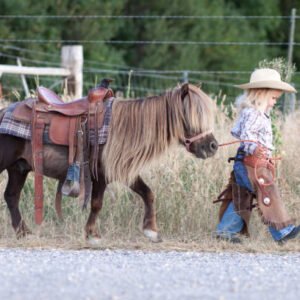 American Miniature Horse